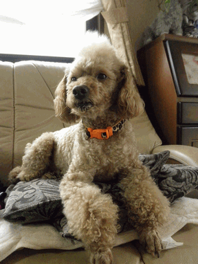 c0136736_944257.gif