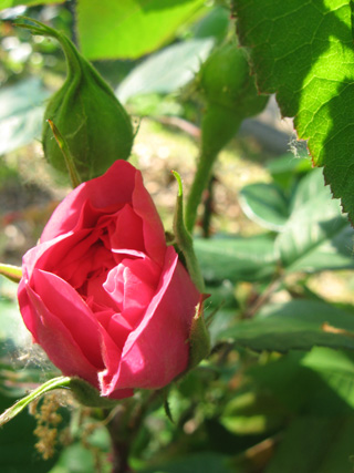 f0234936_051261.jpg