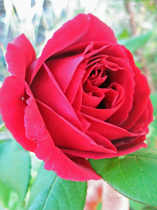 f0234936_0515338.jpg
