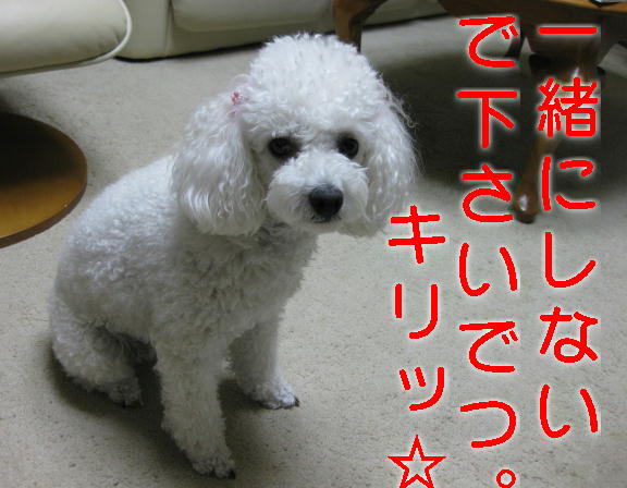 c0117239_8325781.jpg