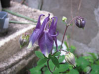 e0181546_1559242.jpg