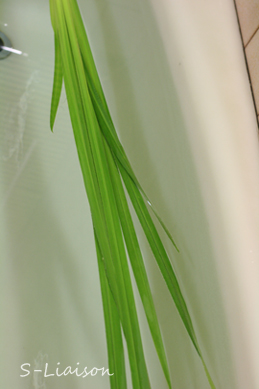 b0139477_33226100.jpg