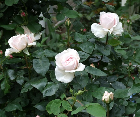 d0099791_2310121.jpg
