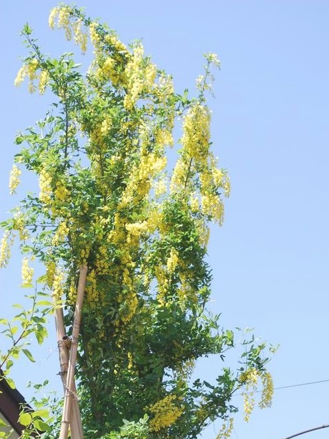 e0025300_15551042.jpg