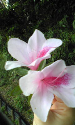 c0180209_20243473.jpg