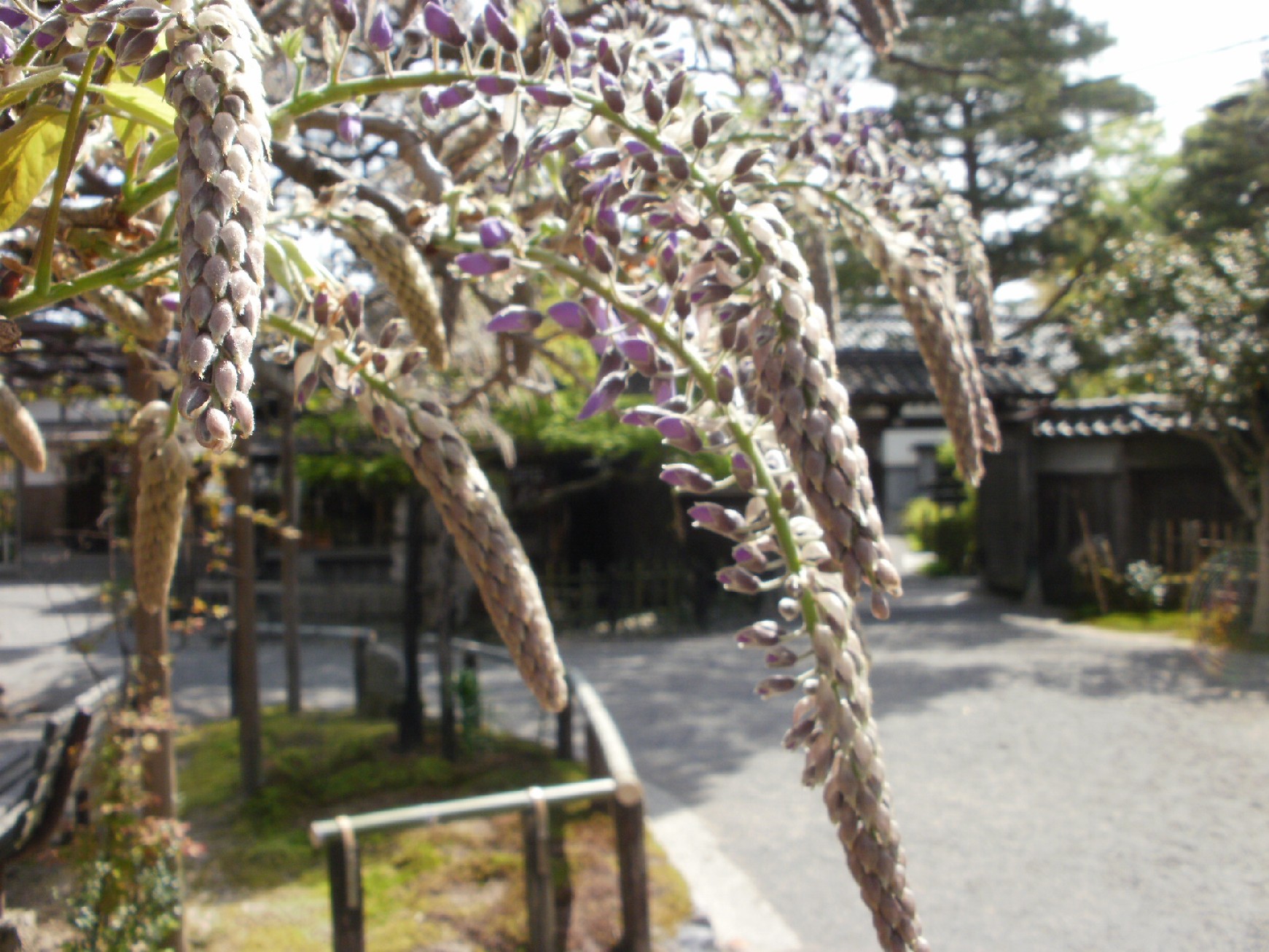 e0135219_1230662.jpg