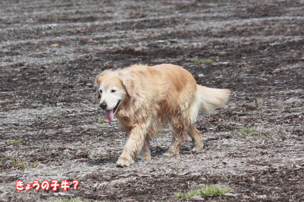 f0203423_133562.gif