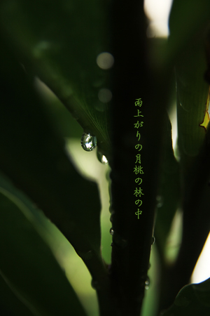 d0042827_161169.jpg