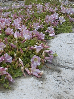 a0126128_20222427.jpg