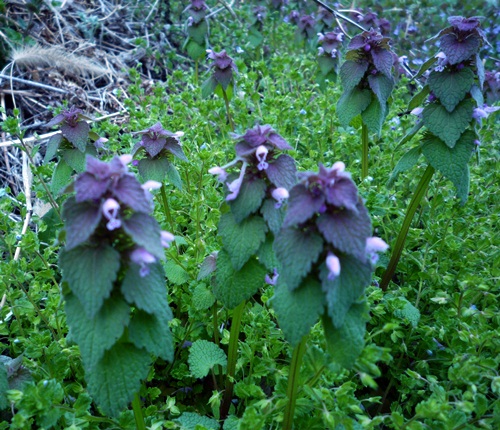 d0037233_1451471.jpg