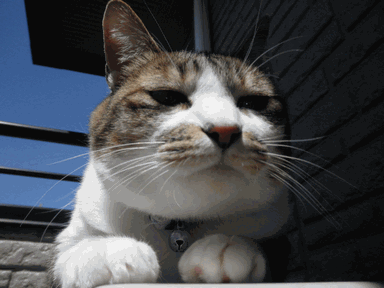 c0136736_17172786.gif