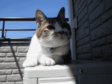 c0136736_1717825.gif