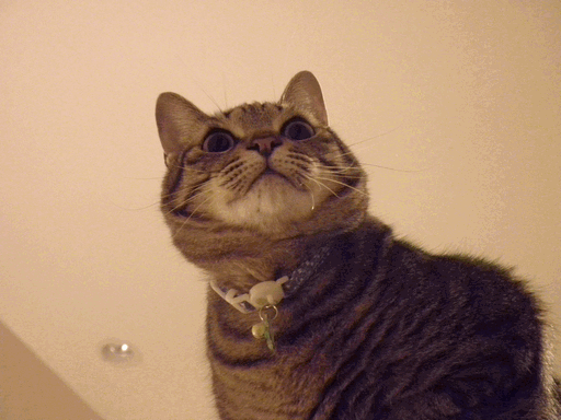 c0136736_1728447.gif