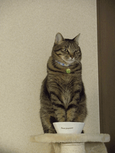 c0136736_17341054.gif