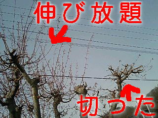 c0117239_8403410.jpg