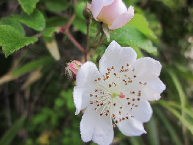 e0181260_21261861.jpg