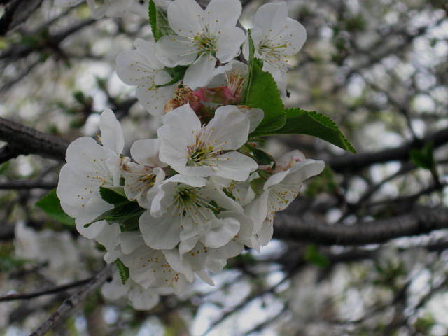 b0207361_12335310.jpg