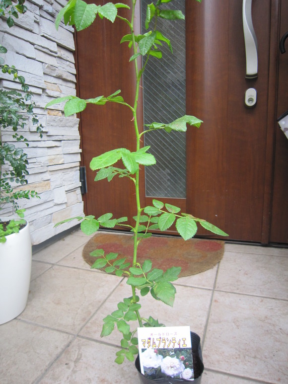 c0202870_10533471.jpg