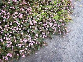 c0173697_2357957.jpg