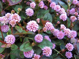 c0173697_23581177.jpg
