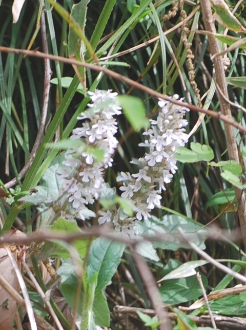 e0025300_1112743.jpg