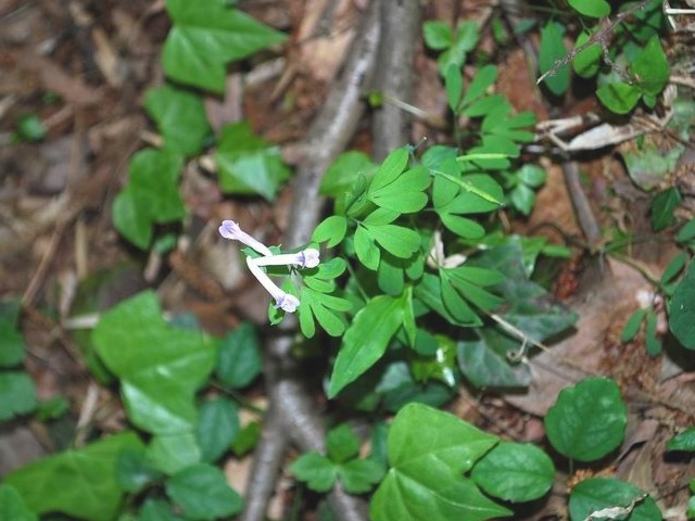 e0025300_11134882.jpg