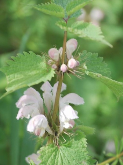 e0025300_11172915.jpg