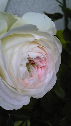 b0145616_1543934.jpg