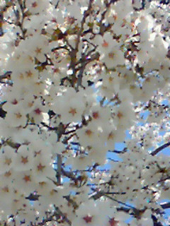 b0094025_2118124.jpg