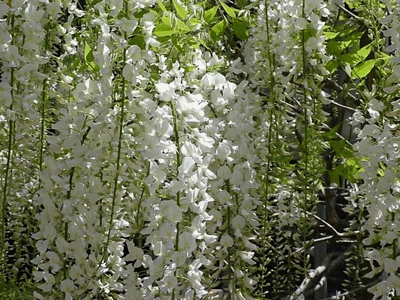 e0033229_2119168.gif