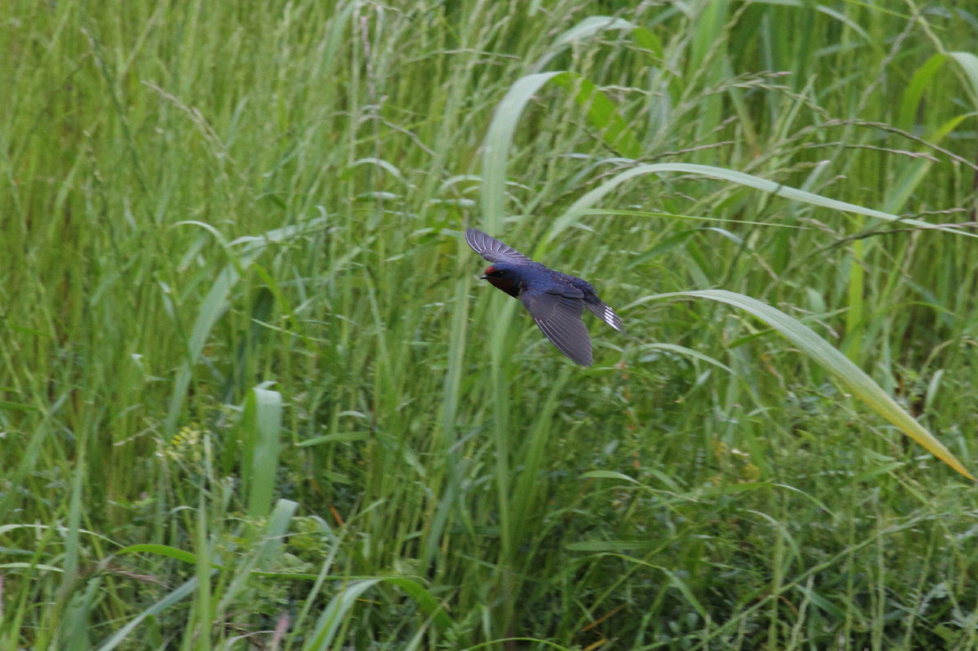 c0148230_1121566.jpg