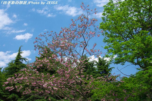 a0195032_13555229.jpg
