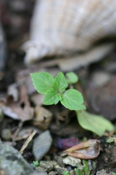 c0134734_1871830.jpg