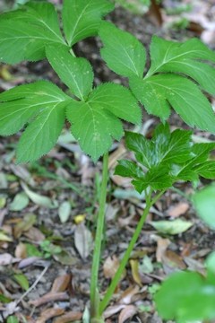 c0134734_1873499.jpg
