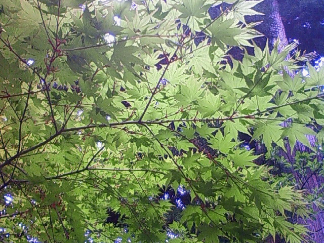 a0163738_15171327.jpg