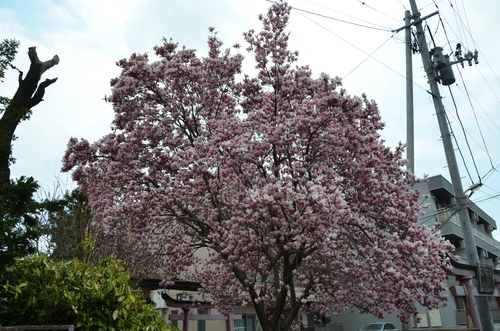 d0156438_0545615.jpg