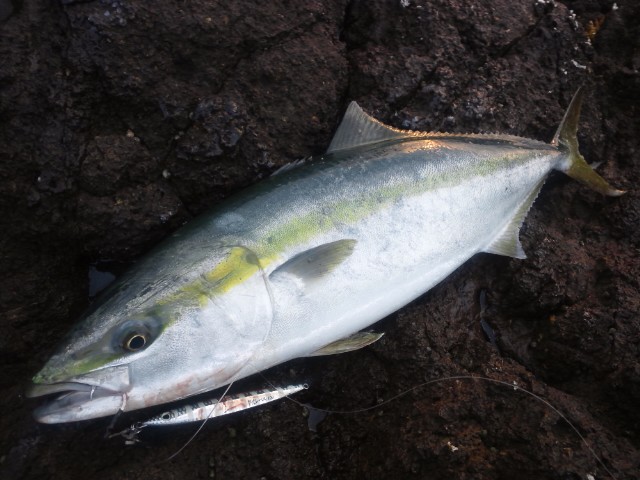 f0009238_1957737.jpg