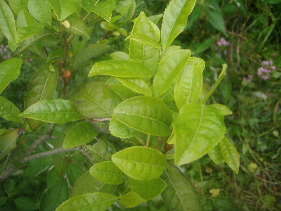 a0054240_2331017.jpg