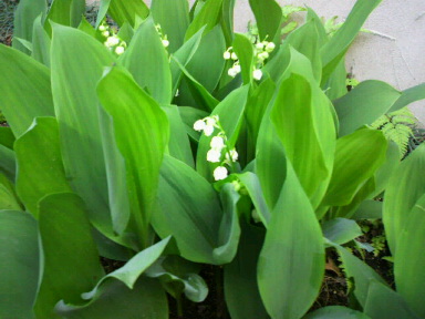 c0077741_2358250.jpg