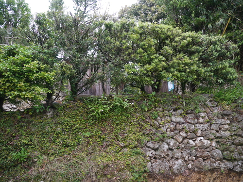 b0190242_7493251.jpg