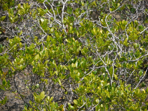 b0190242_7513096.jpg