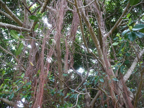 b0190242_756416.jpg