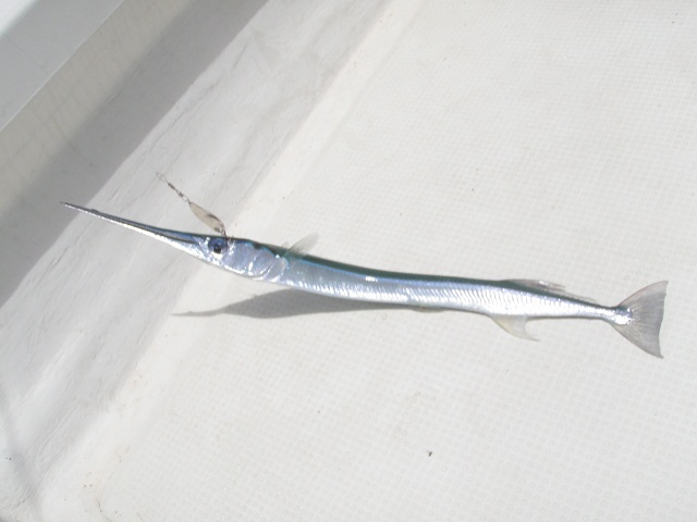 e0134752_20303576.jpg