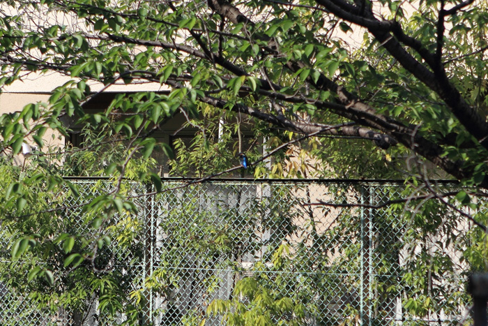 c0008378_1841647.jpg