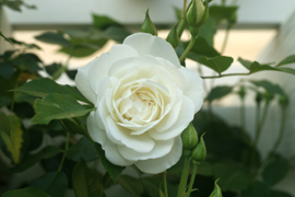 f0166982_22172719.jpg