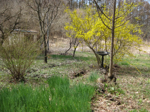 c0119385_116523.jpg