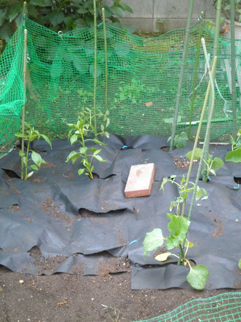 f0130894_20595713.jpg