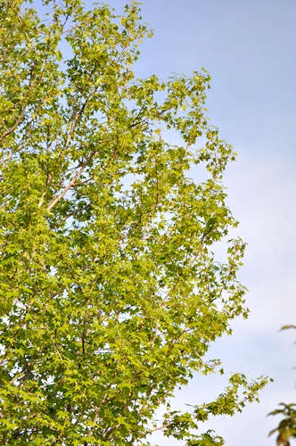f0176499_1403690.jpg