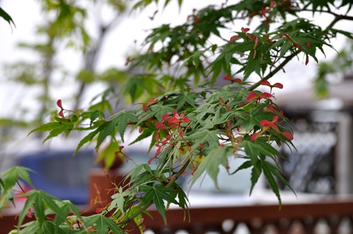 f0176499_142501.jpg