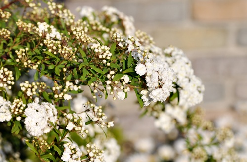 f0176499_1485443.jpg